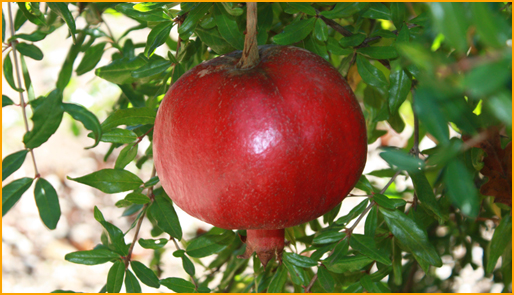 Pomegranate